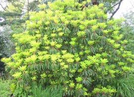 daphniphyllum himalense macropodum